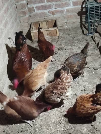 Golden Misri Hen and Rooster