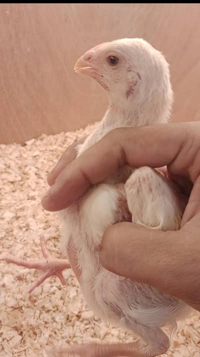 Shamo|white shamo|King shamo|Aseel|Black shamo|Chicks|Aseel for sale