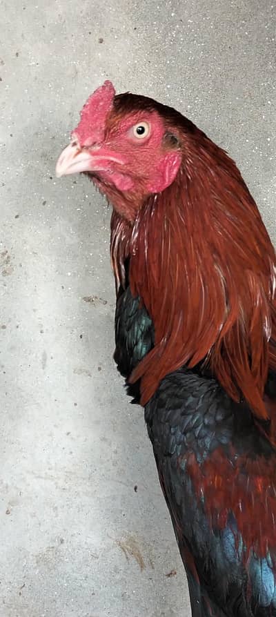 amroha cross mainwali