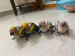 sun conure chicks for sale