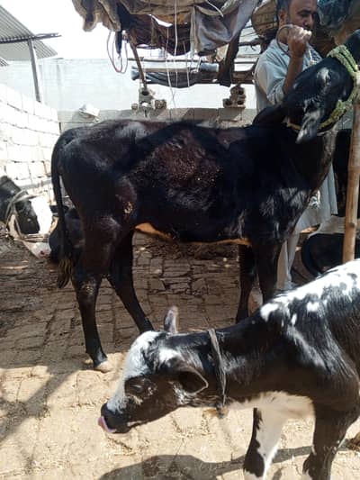 urgent sale pure bachi for sale black holestein frezian +jersy