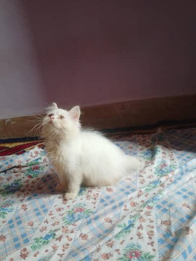 Persian female kitten