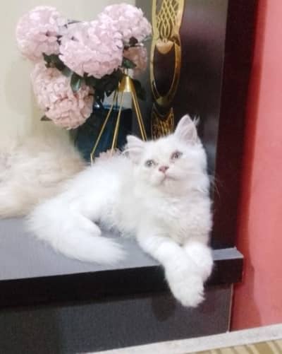 Persian female kitten