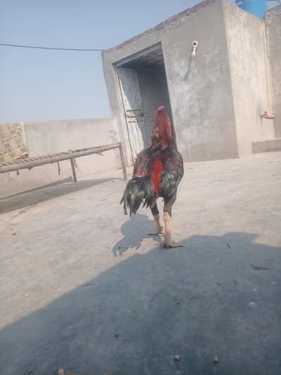 HIGH QUALITY ASEEL BREEDER ROASTER WITH THIG HEN