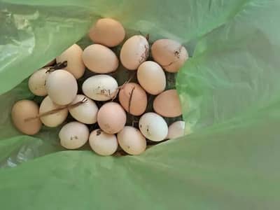 Desi Misri Fresh Eggs