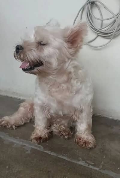 male fully vaccinated exchange with mobile