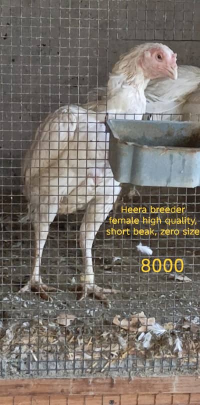 HEERA ASEEL BREEDER FEMALES | WHITE SHAMO CHICKS