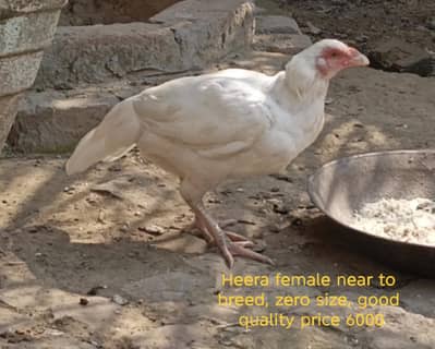 HEERA ASEEL BREEDER FEMALES | WHITE SHAMO CHICKS