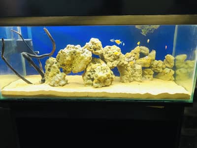 3 fit fish aquarium with fishes