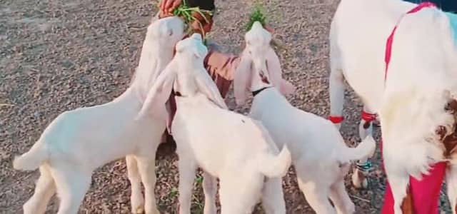 3 Bacchon Ka Sath Desi Bakri For Sale/03425820107