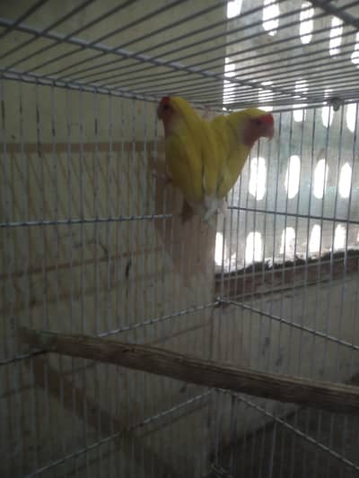 Lutino Lovebirds breeder pair for sale URGENT