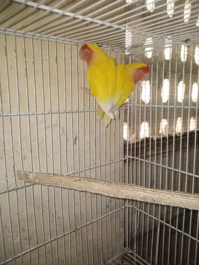 Lutino Lovebirds breeder pair for sale URGENT