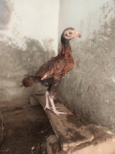 jis ko smjh ayy Wohi rabta Kary parents picture available