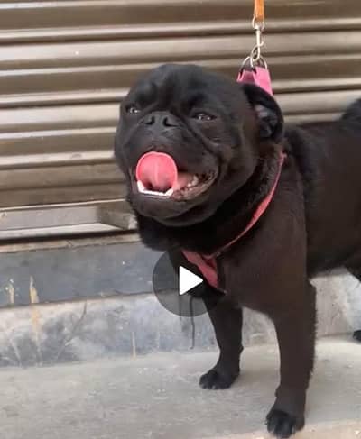 male balek color home bread