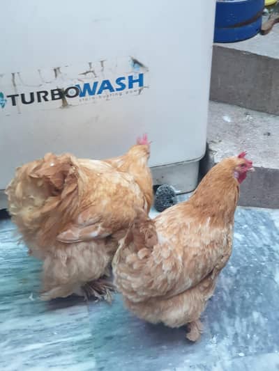 golden buff breeder male and female