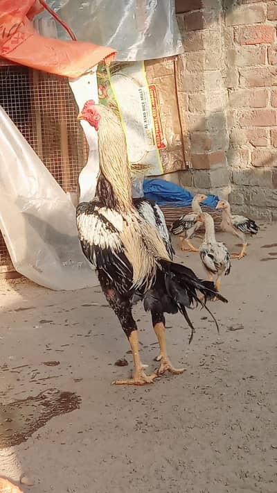 Aseel chicks available