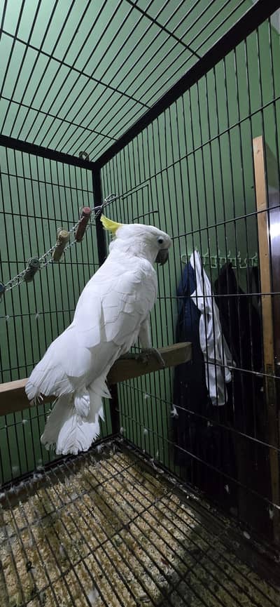 cockatoo