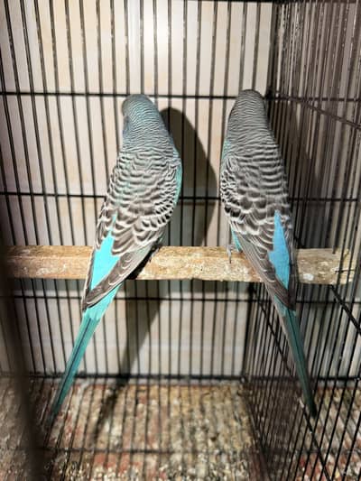 black face black wings breeder pair