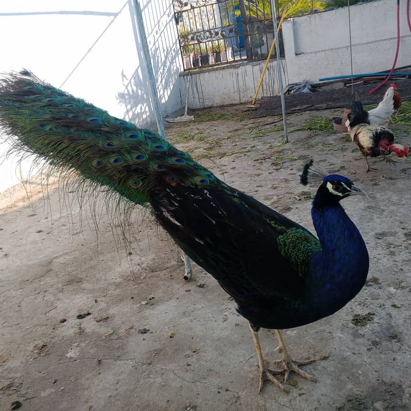 peacock | Blue shoulder peacock| Breeder Male For Sale 0