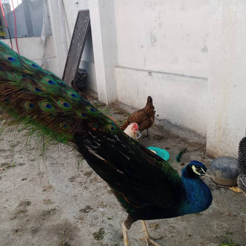 peacock | Blue shoulder peacock| Breeder Male For Sale 1