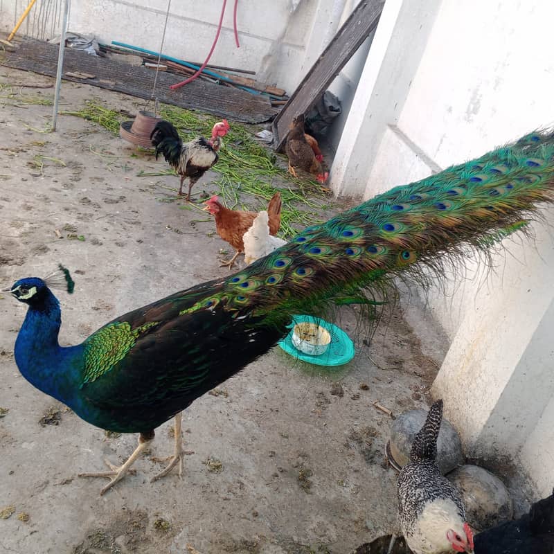 peacock | Blue shoulder peacock| Breeder Male For Sale 2