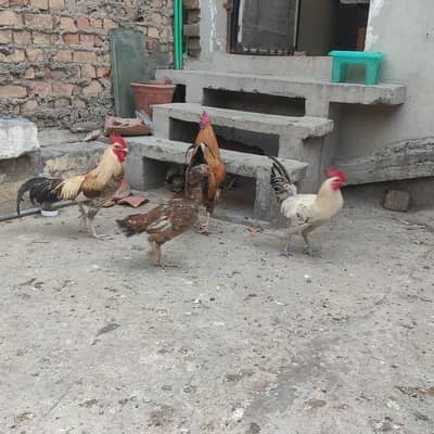 Desi murgyan 6 3 murge argent sale