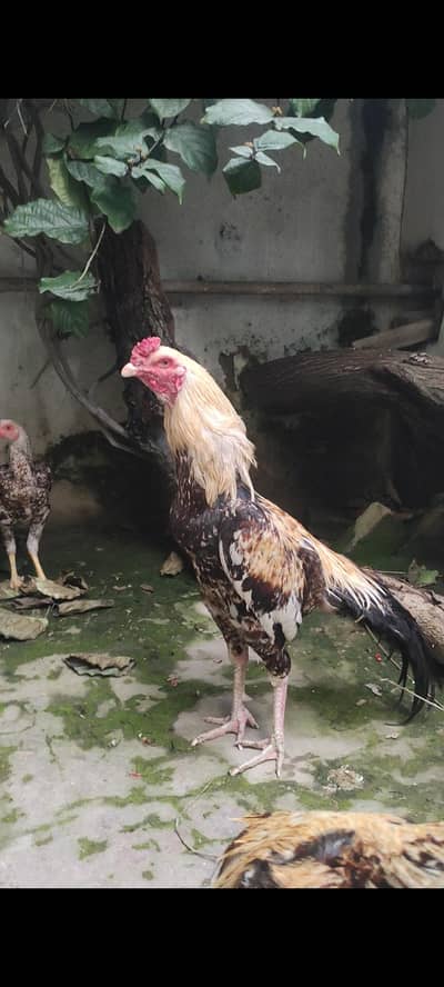 Pure Aseel murgha for sale hy contact 03197561089  mangla nakodar