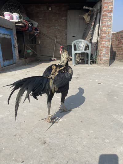 Thai plus Burmi pakoye cross