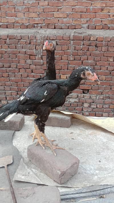 Aseel pair beautiful and healthy