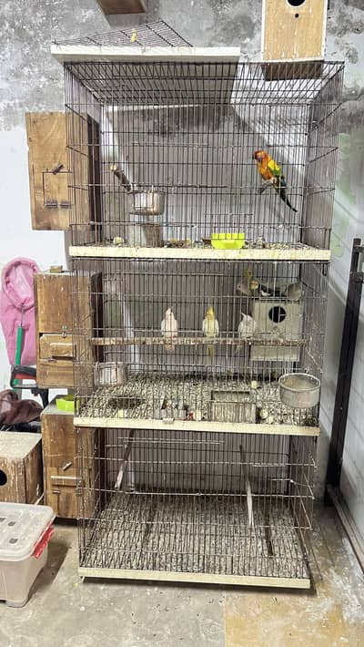 Sun conure and cages