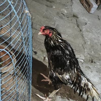 healthy   03066080741 call me