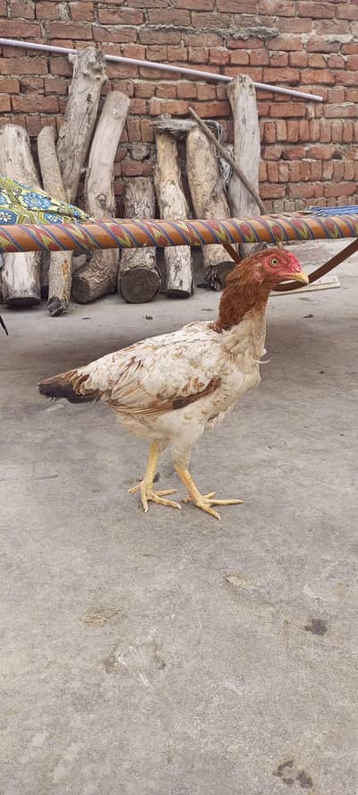 cargo b ho Jaye ga or exchange b ho jaye ga