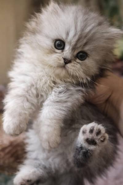 Pure Persian Fluffy Kitten | Triple Coated | Cute Healthy Baby Cat