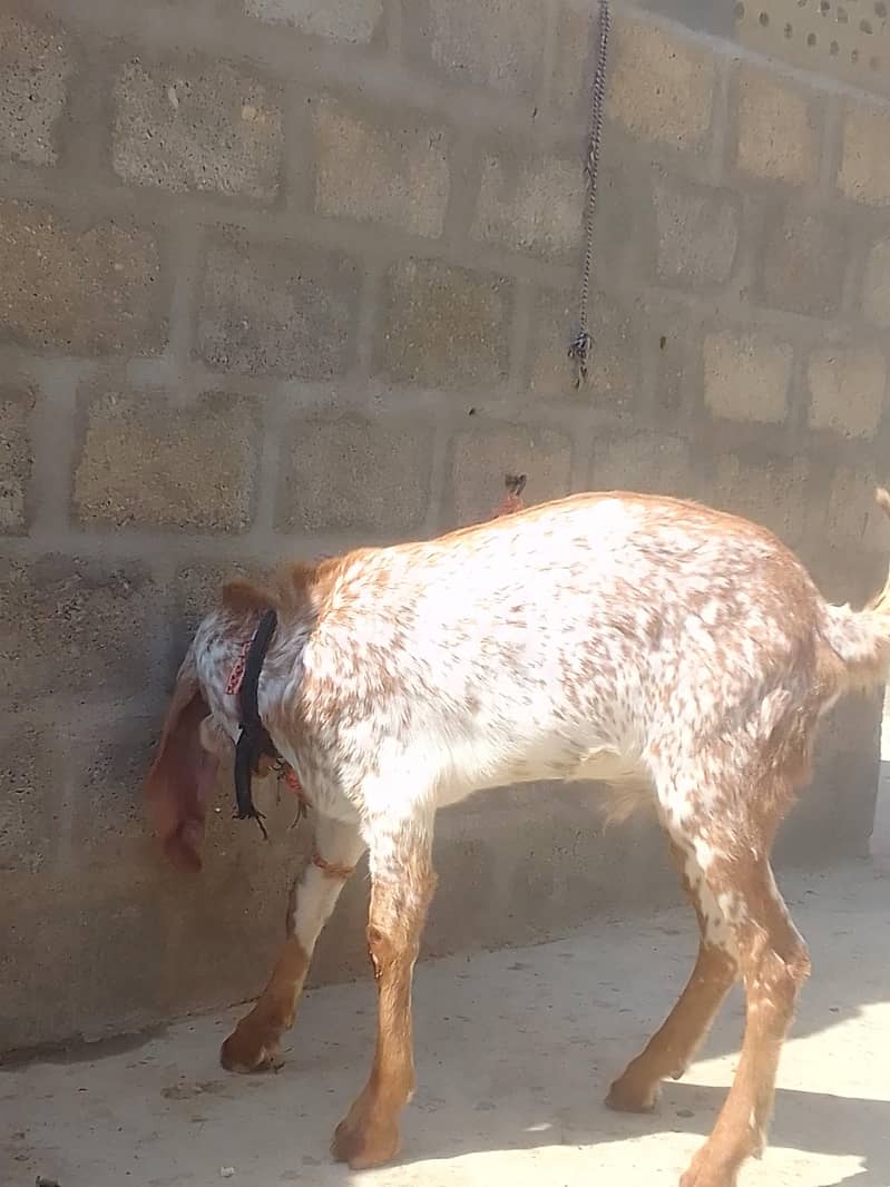 make chini broader 0