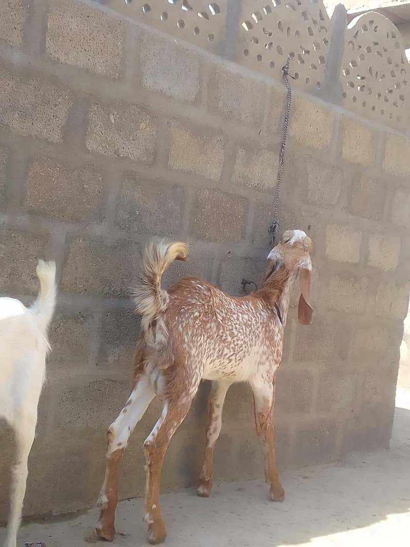 make chini broader 1