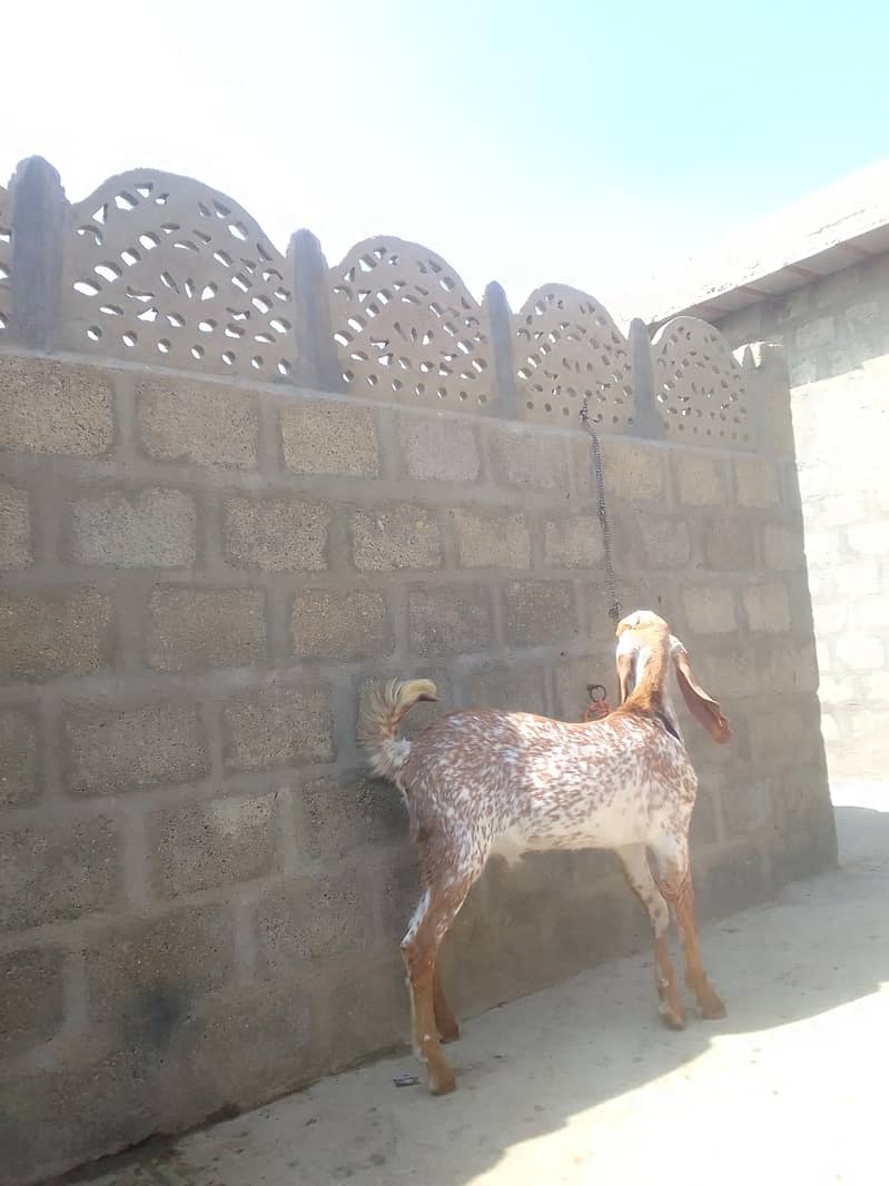 make chini broader 2