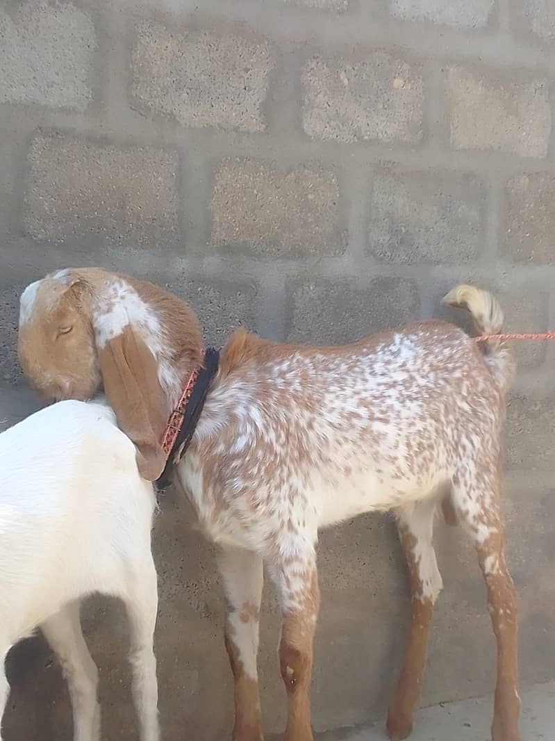 make chini broader 4