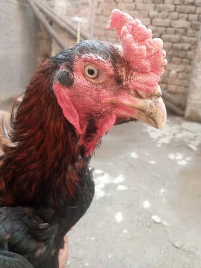 shamopair long hited