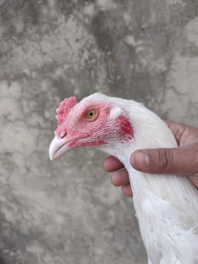 Best quietly hera aseel patha for sail