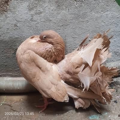 fantail pair available for sell