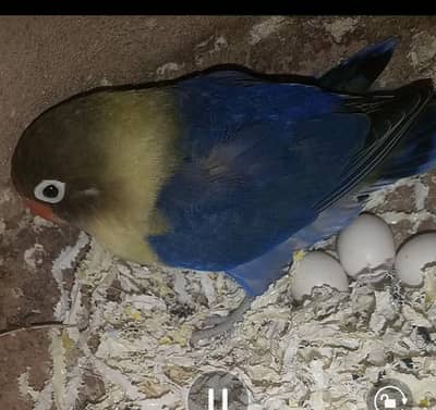 parblue male and parblue split ino female