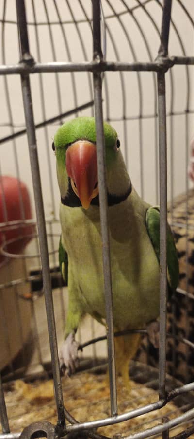 Raw Parrot
