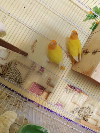 Love birds for. sale