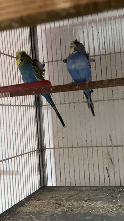 Hogoromo breeder pair