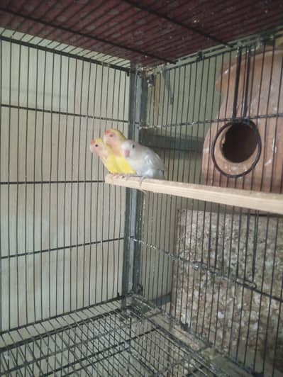 3 Chicks of Lovebirds for sale URGENT. 2 Lutino and 1 Albino