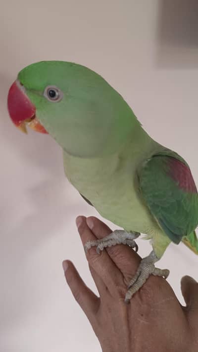 Kashmir raw for sale in lahore