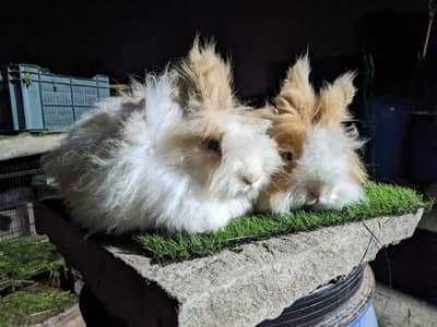 taddy Bear  top quality breeder pair