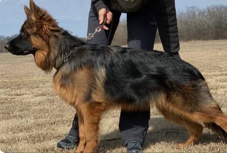 GERMAN SHEPHERED  FEMALE / BLACK AND TAN