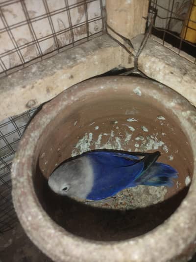 Love birds for sale ( 5 parrots )