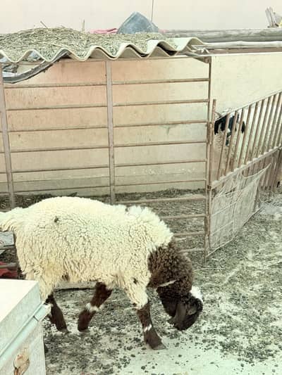 Dumba 3 Sheeps 5 months